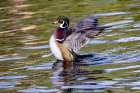 USA, Washington State, Sammamish. Yellow Lake Male Wood Duck. Flapping wings Art Print